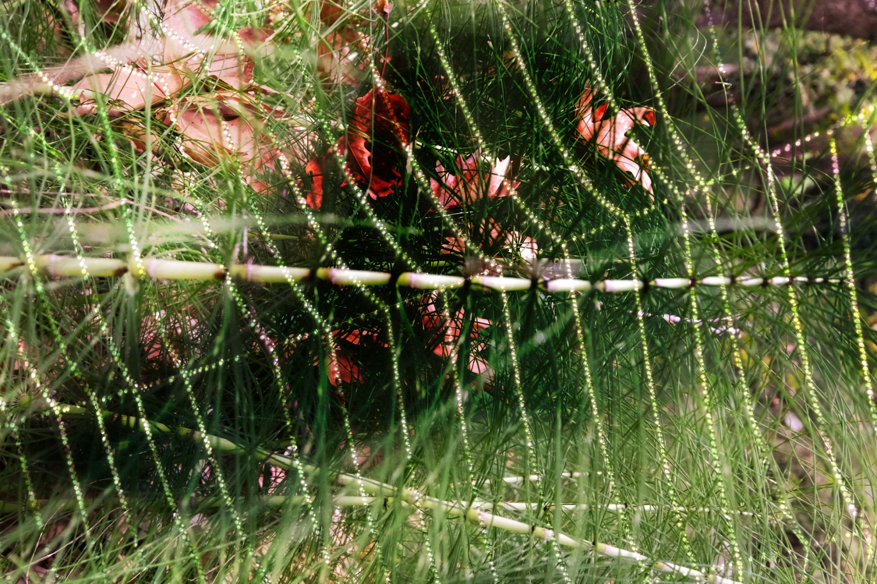 ImageSwapp 8