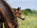 f3023 sten giilsgaard two horses