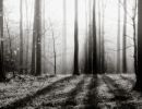 m3020 sten giilsgaard creepy forest