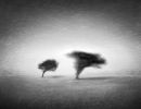 m6019       henrik r. kristensen       two lonely trees