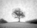 m6013   henrik r kristensen   the tree from the dream