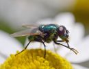 t6002   henrik r. kristensen blowfly close up