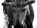 t8301   rene linnebjerg   moose