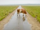 t6009       henrik r. kristensen       lonely cow