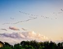 t1001 hans erik nielsen   birds on the move