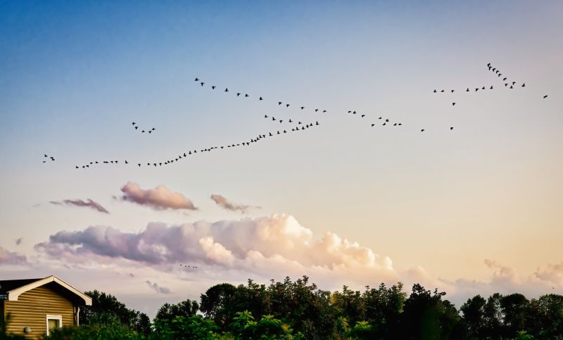 t1001 hans erik nielsen   birds on the move