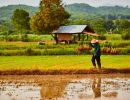 t5004   rene  ue linnebjerg   rice field